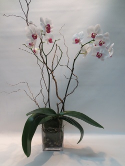 Plantes d'Orchidée